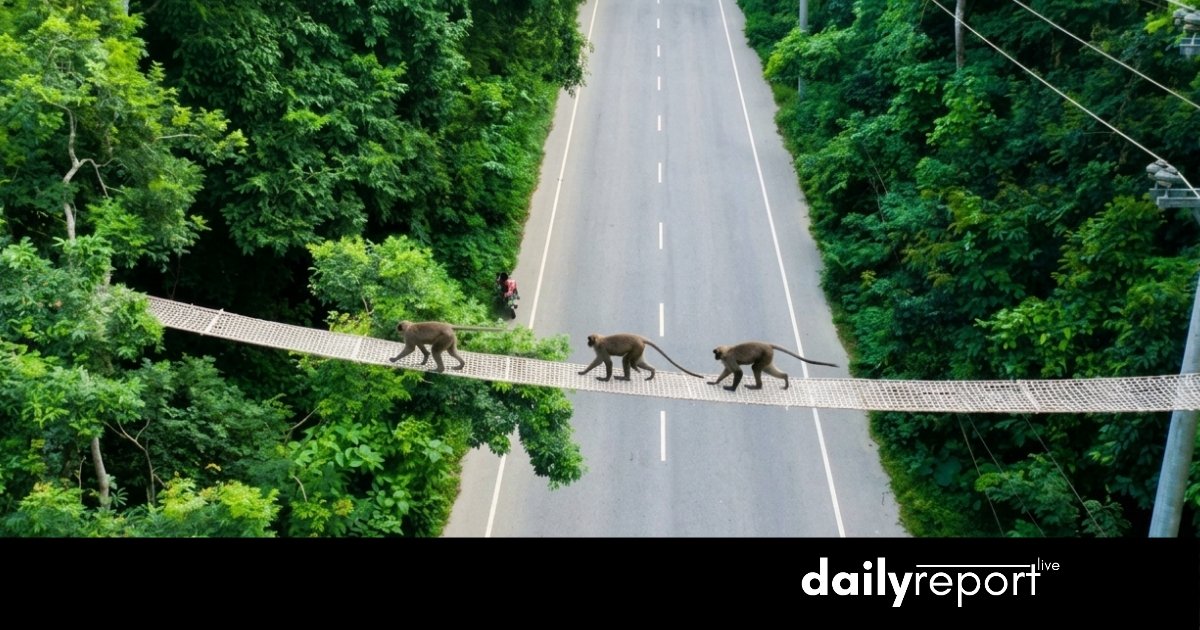 Dailyreport Live